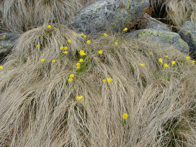 Narcissus bulbocodium photo